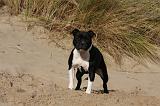 STAFFIE 283